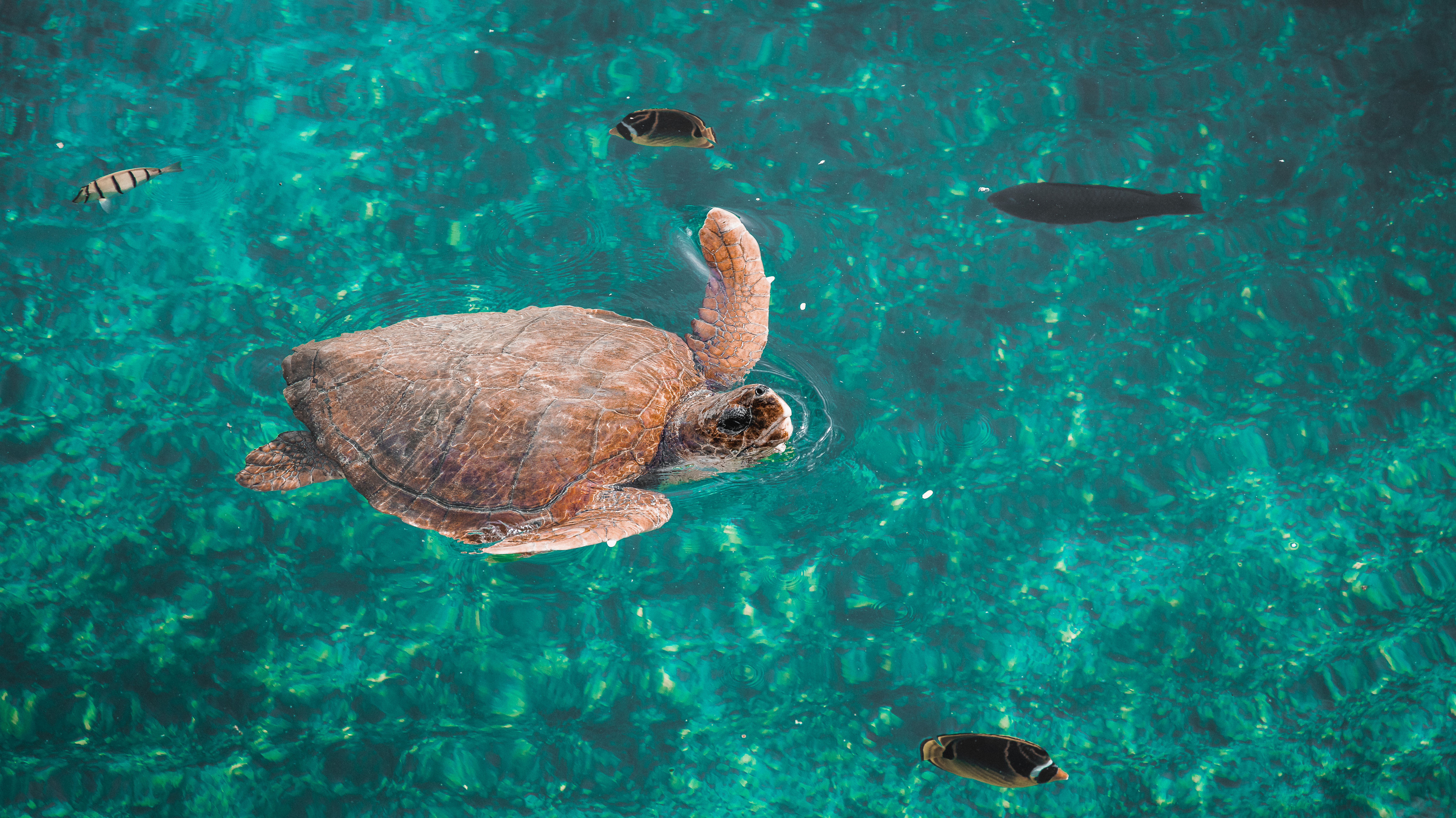 cette image montre une tortue qui nage dans le lagon sur l'île de la réunion.